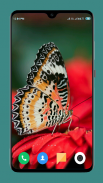 HD Butterfly Wallpaper screenshot 1