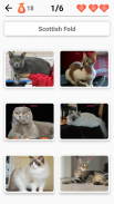 Cat Breeds Quiz - Game about Cats. Guess the Cat! screenshot 3