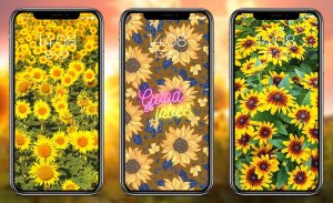 Sunflower Wallpapers screenshot 3