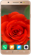 Red Rose Wallpaper 4K screenshot 8