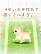 癒しの子犬育成ゲーム〜チワワ編〜 screenshot 9