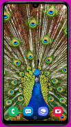 Peacock Wallpaper HD screenshot 1