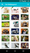 Cat Wallpapers! screenshot 1