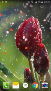 Rose Raindrop Live Wallpaper screenshot 0