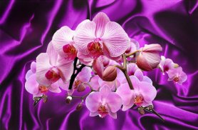 Orchids live wallpaper screenshot 4