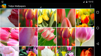 Wallpaper Tulip screenshot 4