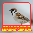 Bird: Eurasian Tree Sparrow Icon