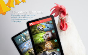 Animales: Tonos de llamada screenshot 5