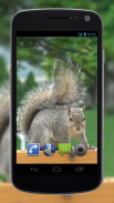 4K Park Squirrel Video Live Wallpaper screenshot 1