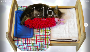 Sleeping Kitten Live Wallpaper screenshot 4