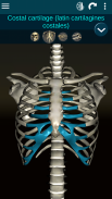 Osseous System in 3D (Anatomy) screenshot 5
