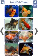 Fish Types | Goldfish Saltwate screenshot 1