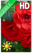 Red Roses Live Wallpaper screenshot 0