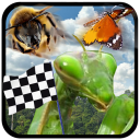 Insect Race Icon