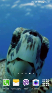 Turtle 4K Video Live Wallpaper screenshot 1