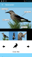 BirdID - European bird guide and quiz screenshot 1