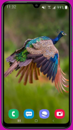 Peacock Wallpaper HD screenshot 10