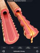 Respiratory System Anatomy Pro. screenshot 4