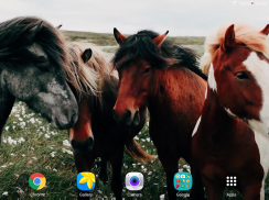 Horses Video Live Wallpaper screenshot 9