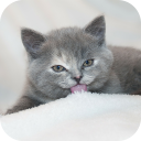 Cats and Kittens Wallpapers HD Icon