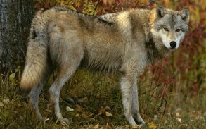 Wolf Jigsaw Puzzles screenshot 0