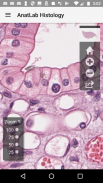 AnatLab Histology screenshot 3