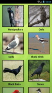 South American Birds screenshot 6