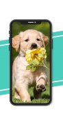 Dog wallpapers - Puppy Wallpapers screenshot 0