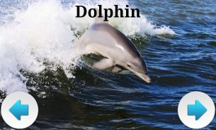Best Sea Animals screenshot 9