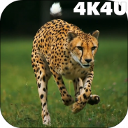 4K Cheetah Sprint Video Live Wallpaper screenshot 6