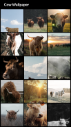 Cow Wallpapers screenshot 6
