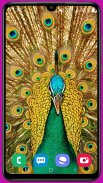 Peacock Wallpaper HD screenshot 0
