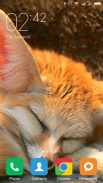 Fennec fox Wallpapers screenshot 3
