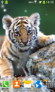 Little Tiger Live Wallpaper screenshot 5