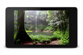 Tropical Rain Video Wallpaper screenshot 7