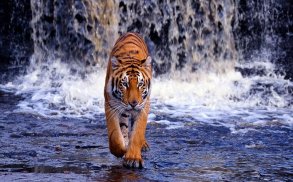 Tiger Wallpapers screenshot 1