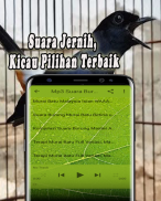 Kicau Murai Batu Offline screenshot 1