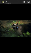 Cat - HD Wallpapers screenshot 6