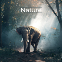 Nature wallpaper downloader HD