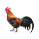 Chicken Sounds Icon