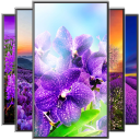 Purple Flower Wallpaper Icon