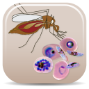 Malaria Vectors