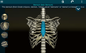 Osseous System in 3D (Anatomy) screenshot 9