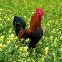 Coq