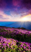 Mountain Flower Live Wallpaper screenshot 1