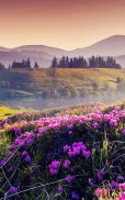 HD Mountain Flower Wallpaper screenshot 8