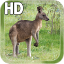 Kangaroo Australia LWP Icon
