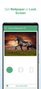 Horse Wallpaper Free Download screenshot 3