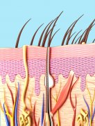 Skin Anatomy screenshot 2