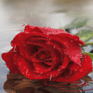 Dewy Rainy Rose LWP screenshot 0